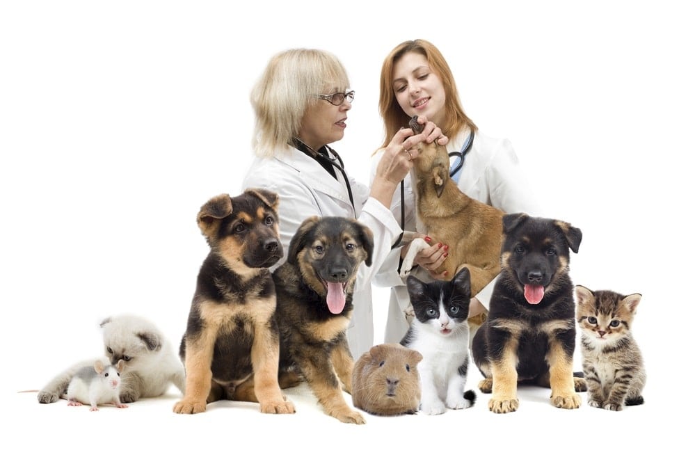 Healthy Pets Veterinary Clinic - Veterinary Clinic in Castlemaine offers  natural therapies