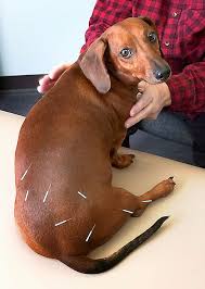 acupuncture in dog 