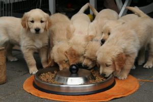 Puppies eating protein