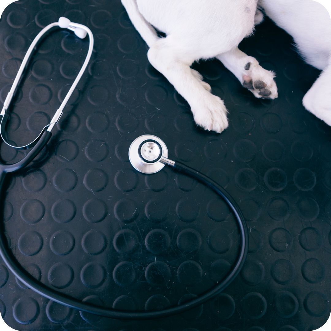 1 - Castlemaine Vet Clinic