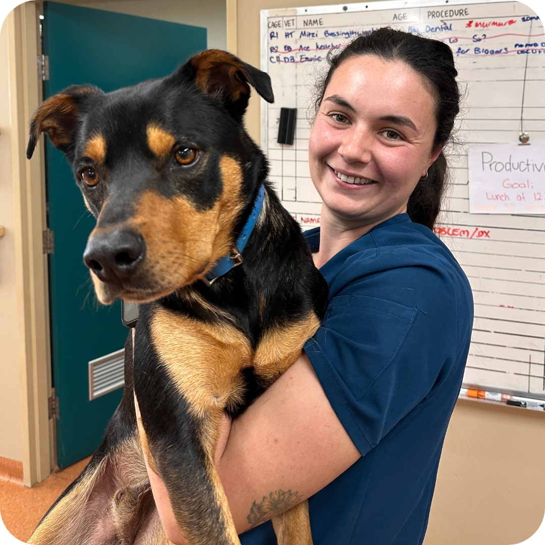10 - Castlemaine Vet Clinic