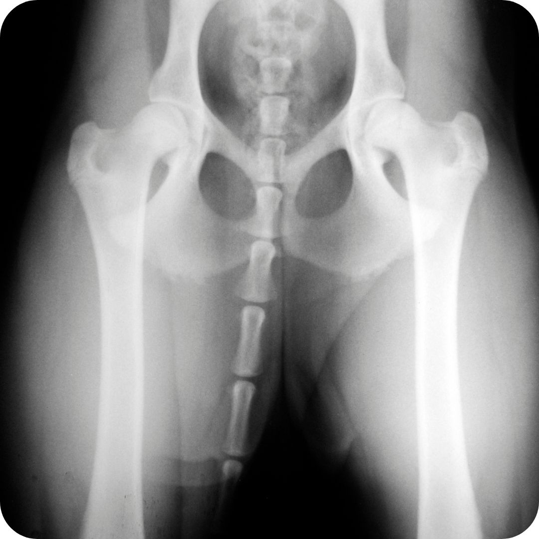 3 - Castlemaine Vet Clinic