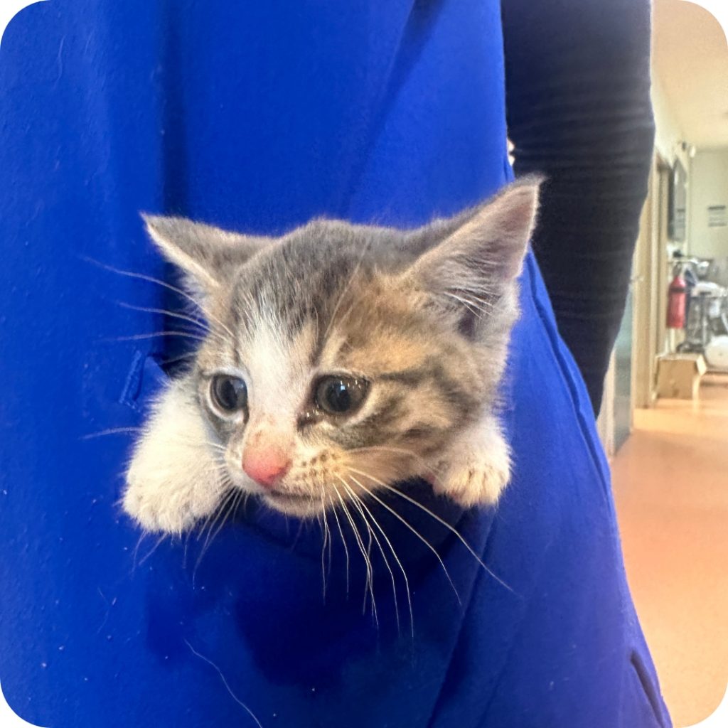 17 - Castlemaine Vet Clinic