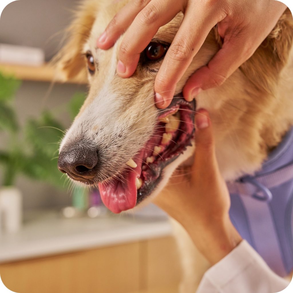 20 - Castlemaine Vet Clinic