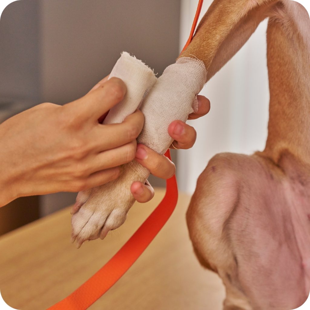 21 - Castlemaine Vet Clinic