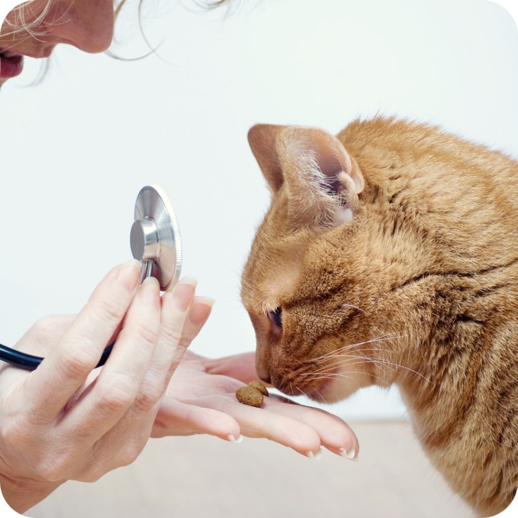 22 - Castlemaine Vet Clinic